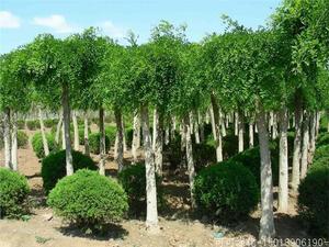 风景树批发